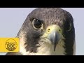Peregrine Falcon | Planet Doc Express