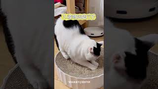 猫咪的肢体语言解析 猫咪撒娇  猫咪露肚子  猫咪行为学  宠物知识 养宠经验分享