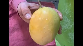 Mxtube.net :: Cecewii mango Mp4 3GP Video & Mp3 Download unlimited ...