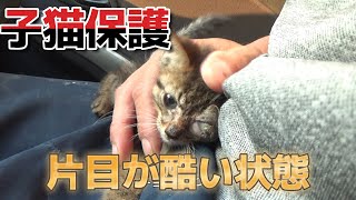 米袋に入れて捨てられていた子猫を保護しました【閲覧注意】