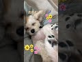 へそ天仔犬のお昼寝☀️🐶💤＃子犬＃トイプードル＃チワワ＃チワプー＃癒し