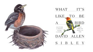 Beyond The Binoculars: A Birding Conversation With David Sibley