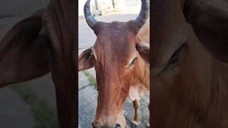 gaay ki seva kar #ytshorts #shorts #shortsvideo #gaay #goumata #seva #trending #viral