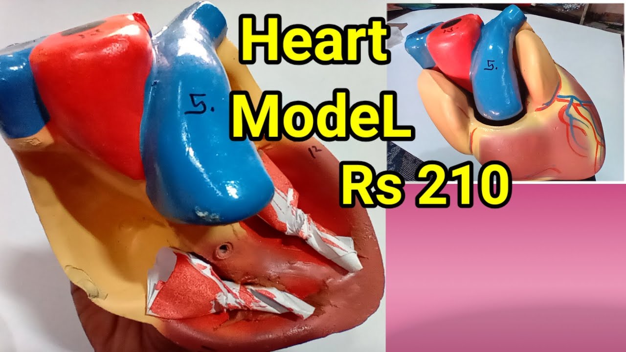 Working Heart Model || Human Heart Model For School Project || School ...