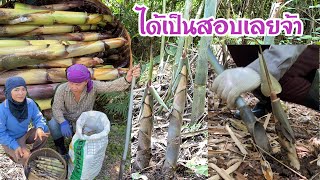 ลุยป่าหาหน่อไม้ไร่ รอบนี้หน่องามอีกแล้ว ได้เยอะมาก  Bamboo shoots / 2ต ค 64