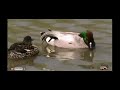 falcated duck