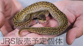 2023JRS販売予定個体紹介【Japan Reptiles Show】