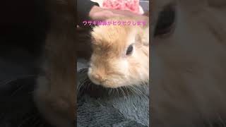 #うさぎ 鼻がずっとヒクヒクします　#short #保護うさぎ