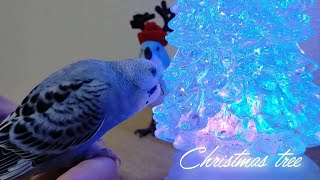 【うっとり】キラキラ光るウォーターツリーに見惚れるインコの碧くん🐦🎄✨【セキセイインコ】Budgerigar Parakeet Christmas tree