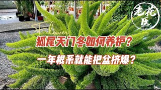 【老花医植物推荐】狐尾天门冬如何养护？1年根系就能把盆挤爆？How to grow Foxtail Asparagus? Within 1 year, its root can boom pot.