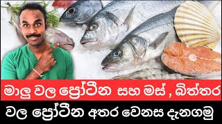 අපි කන මාලු ගැන ඔබ නොදන්න කරුනු රැසක්