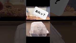 5秒後にまさかのことが【ハムスター日常】#shrots