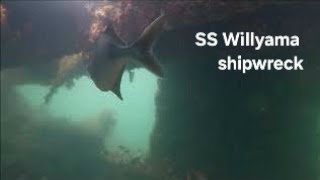 Freediving the SS Willyama Shipwreck |  Adelaide Freedive Tribe (South Australia)