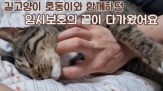 길고양이 호동이의 임시보호가 끝나갑니다 : 나의 첫 고양이