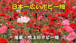 鴻巣・吹上のポピー畑 ～日本一広いポピー畑、約125,000平方メートルの敷地に約3,000万本～ 2024年5月24日撮影 : 4K