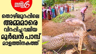 തൊഴിലുറപ്പിലെ അമ്മമാരെ വിറപ്പിച്ച മൂർഖൻ പാമ്പിന്റെ രൂപം കണ്ടോ | Snakemaster EP 916