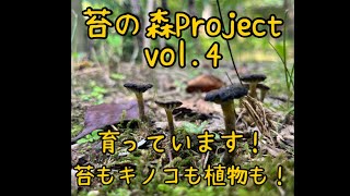 苔の森Project vol.4