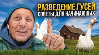 Разведение ГУСЕЙ. С чего начать. Советы для начинающих. 