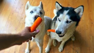 Husky Eating Carrot for the First Time!