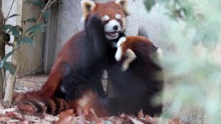 じゃれあうレッサーパンダ兄弟「リュウ＆セイ」（埼玉県こども動物自然公園）Red Panda Brothers