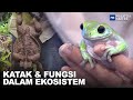 Katak & Fungsi Dalam Ekosistem | MHI (10 Jul 2023)