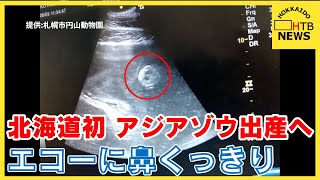 動画を公開　札幌市円山動物園で北海道初アジアゾウのパール陣痛確認　出産予定は8月中か