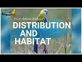 pale headed rosella habitat food breeding all information پیلے سر والا روسیلا