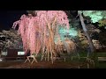 hirosaki cherry blossom live stream tour night 弘前さくらまつり