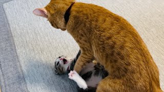 激しいにゃんプロに子猫の悲鳴が響き渡る／子猫の必殺技顔面ケリケリ