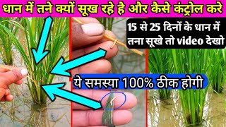 धान में तना सूखने की समस्या 100% खत्म गारंटी हमारी है || dhan me tana chedak ki best dawai #dhaan