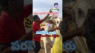 యనగండ్ల పరమేష్ గారి గిత్తలు న్యూ క్యాటగిరి దిగవలసిన గిత్తలు@BashaOngoleGittalu