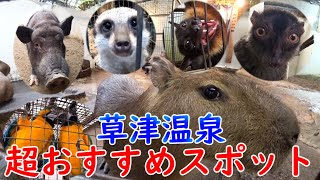 【Vlog・草津熱帯圏】群馬県草津温泉に来たら絶対に寄った方がいいスポット紹介します【国内旅行・動物園・ゴートゥーキャンペーン】