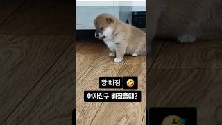 여자친구 삐졌을때? 왜 삐졌을까? ㅋㅋ 왕 삐져도 귀엽네 🤣 #귀여운강아지 #귀여운동물짤 #강아지키우기 #cute #animals #pets #아기강아지