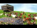 Awesome Ideas For Raising Free-Range Chickens & Ducks to Boost Egg Production│Zero Farming Expenses!