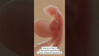 Pregnancy 5 Week Baby Development❤️#shorts #youtube #subscribe #live #trending #video #viral #fetus