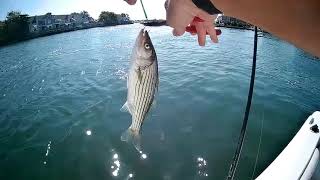 Vertical jig small striped bass on crippled herring lure-Point Pleasant barnegat bay