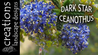 Ceanothus 'Dark Star' - 13 Weeks Of CA Natives