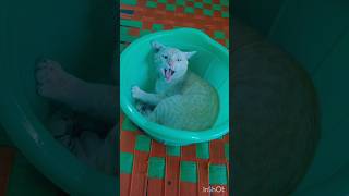 ஊர் சுத்திக்கு தூக்கம் வந்துருச்சு 😄#cat #trending