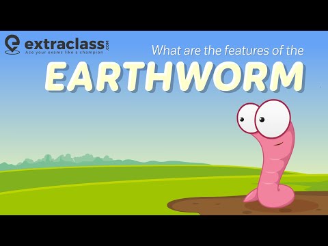 What are the adaptive features of earthworm?