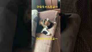 ひなちゃんだよー #猫 #かわいい猫 #ねこ #2022 #ももちゃん #猫動画 #ひなちゃん