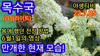 꽃볼이 달덩이 만큼  큰 목수국 (라임라이트).