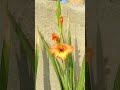 beautiful gladiolus flowers spike gladiolus spike wintergardening winterflowers viralvideo