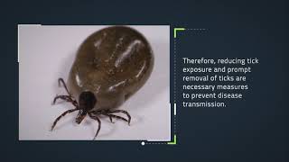 The Life Cycle of a Tick