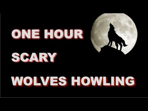 Wolves Howling Sounds One Hour Hq Youtube