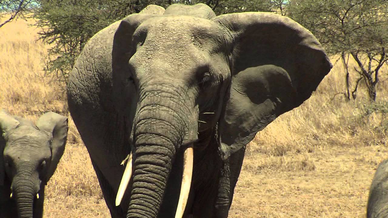 African Wildlife - YouTube