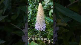 Wild Flower Purple Asian Foxtail Uraria Crinita