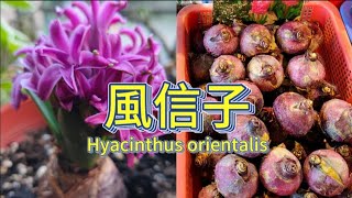 第一次種植風信子|水培與土耕|植物男子