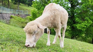 A farm where you can interact with free-grazing sheep/Mt. Rokko Farm/Kobe City, Hyogo Prefecture