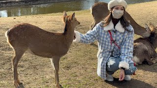 奈良の鹿と触れ合いを楽しむ外国人観光客🫎