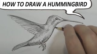 HOW TO DRAW A HUMMINGBIRD